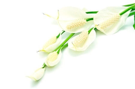 fleurs odorantes